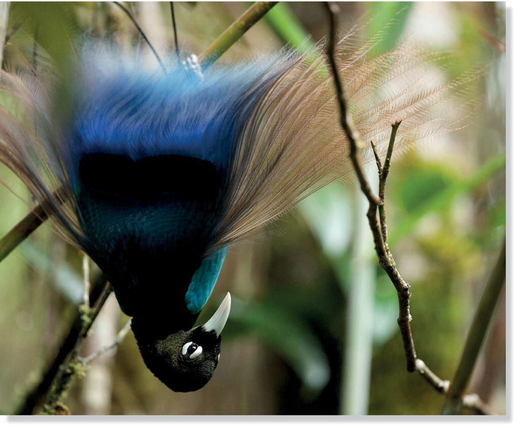 Photo displaying a male blue bird‐of‐paradise (Paradisaea rudolphi) hanging upside down and fanning out its feathers as part of a lekking courtship display.