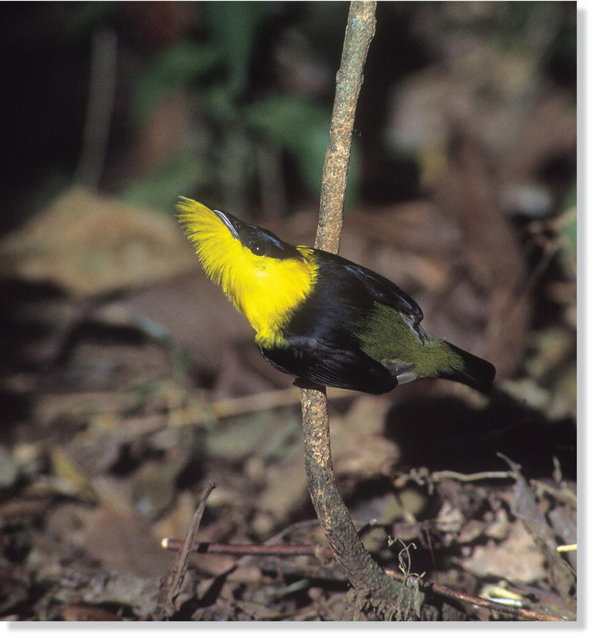 Photo displaying a male golden‐collared manakin (Manacus vitellinus) flaring its golden throat feathers.