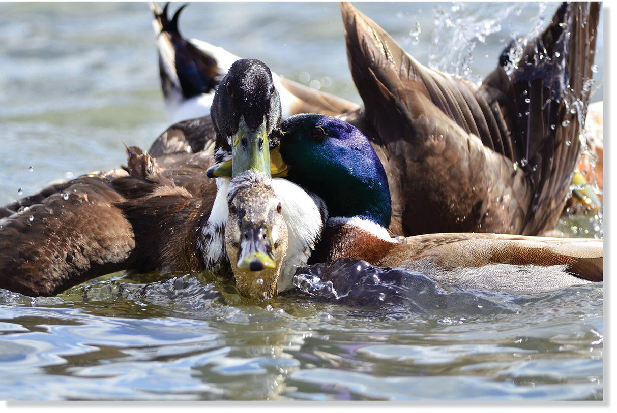 Photo displaying a male mallard (Anas platyrhynchos) clambering onto the back of a female mallard.