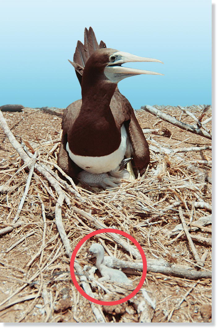 Photo displaying the first‐born brown booby (Sula leucogaster) chick crouching comfortably in the shade of its parent and its younger and much smaller sibling (circled) in the blaring sun.