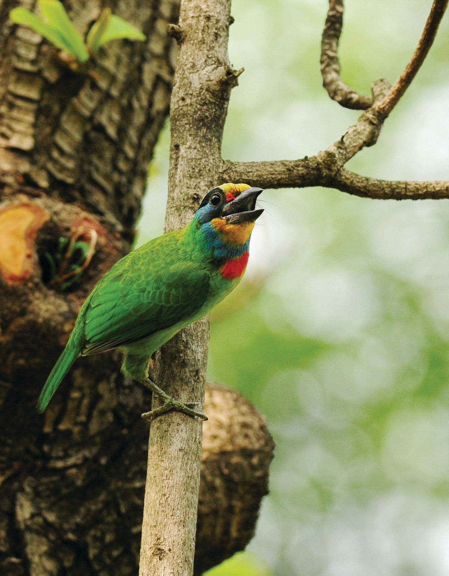 Photo displaying Taiwan barbet (Psilopogon nuchalis) on its nesting tree.