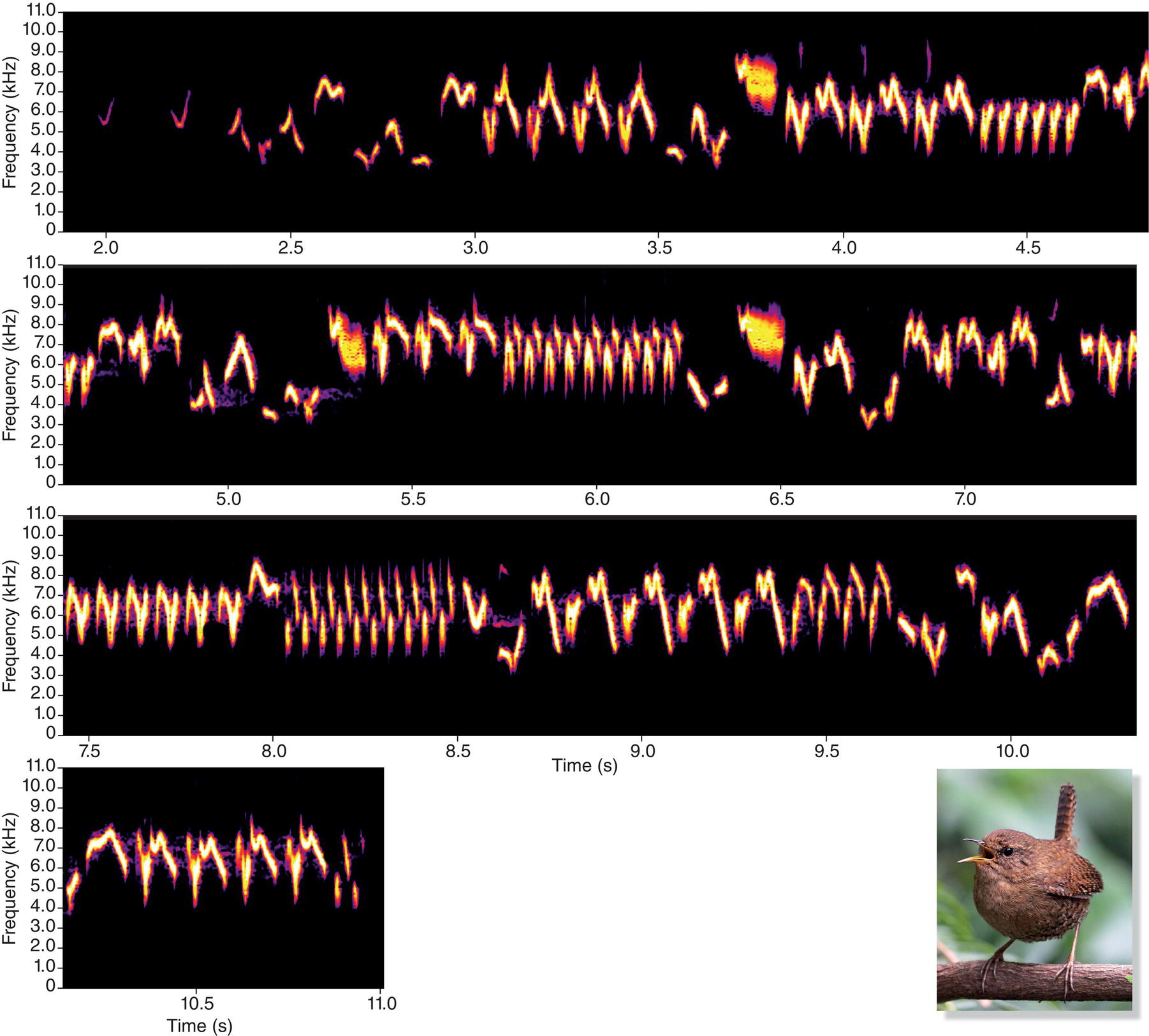 4 Spectrograms of diversity of elements in tiny wren’s long and complicated song with web content including both regular and slowed (half and quarter) speed and a photo of a Pacific wren (Troglodytes pacificus).