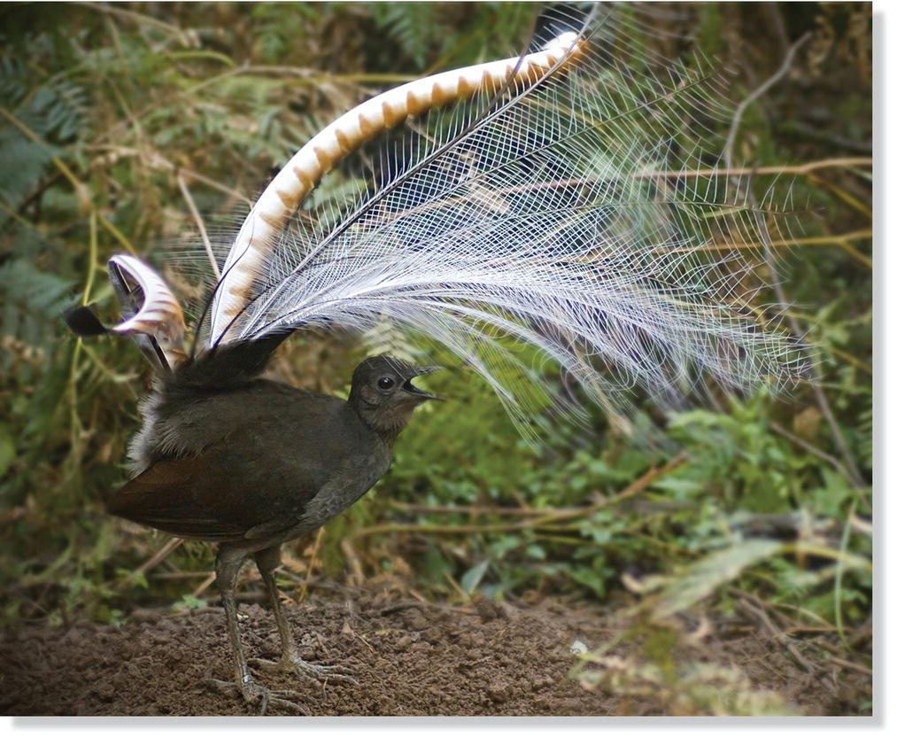 Photo of a superb lyrebird (Menura novaehollandiae).