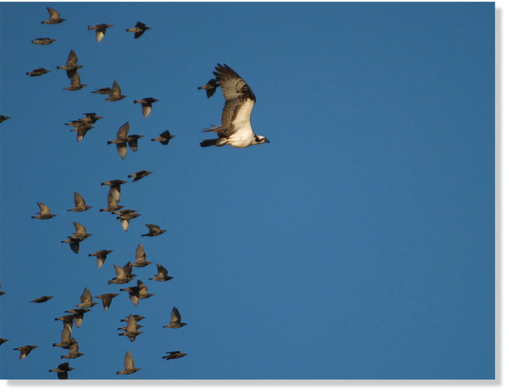 Photo displaying an osprey (Pandion haliaetus) being mobbed by European starlings.