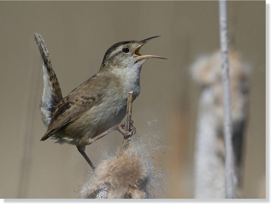 Photo displaying male marsh wrens (Cistothorus palustris).