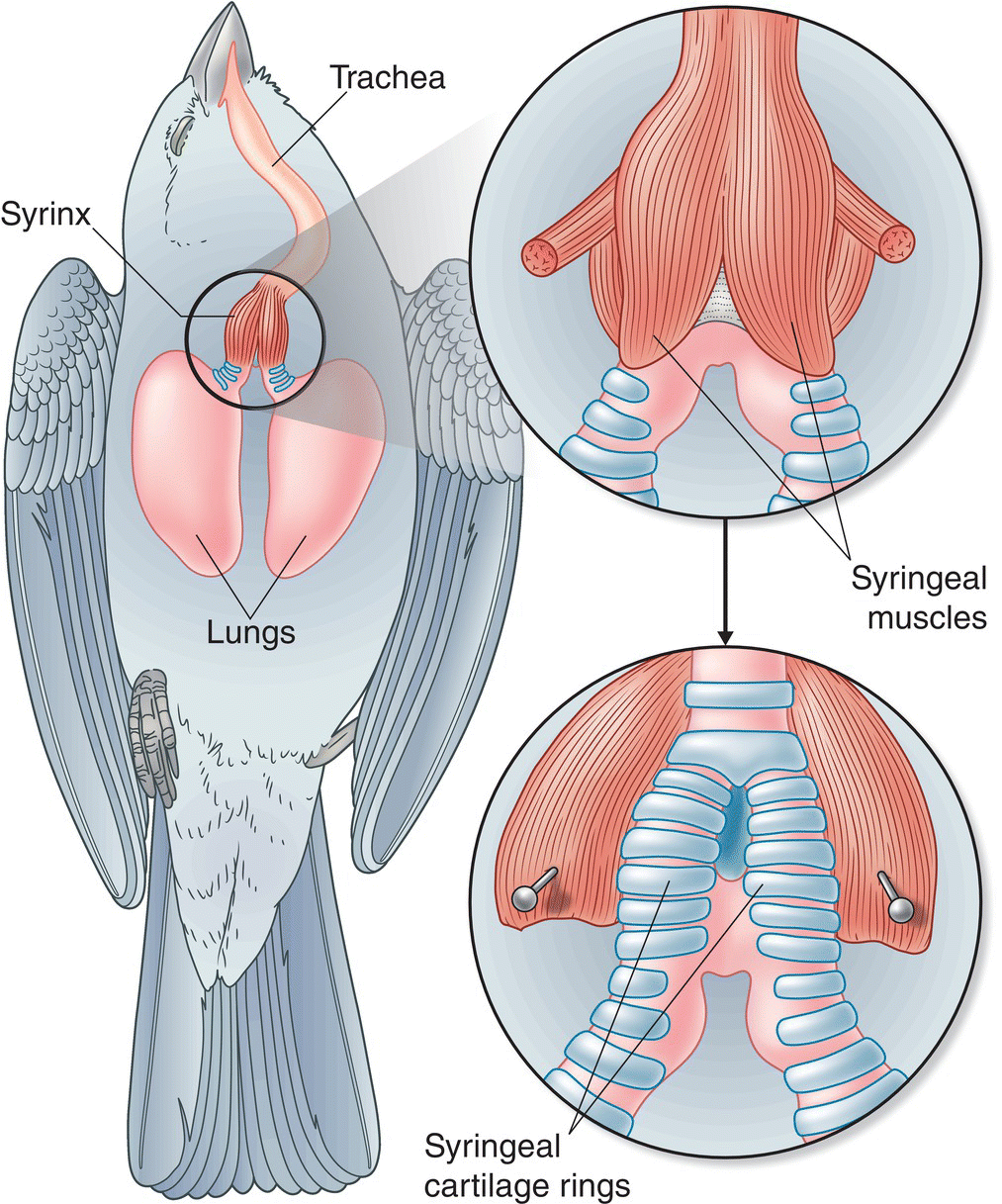 Illustration of a songbird highlighting the syrinx, trachea, syringeal muscles, lungs, and syringeal cartilage rings. 