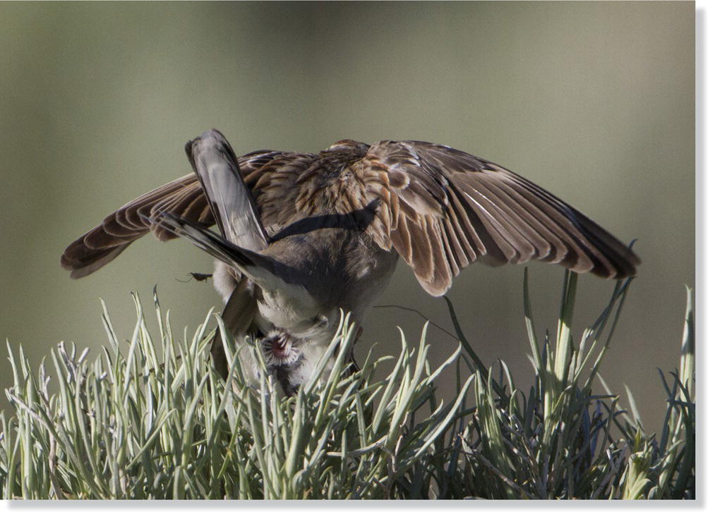 Photo displaying copulation-solicitation of a male (top) and female (bottom) lark sparrow (Chondestes grammacus).