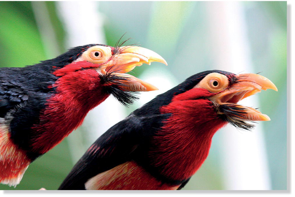 Photo displaying two evening grosbeak (Coccothraustes vespertinus).