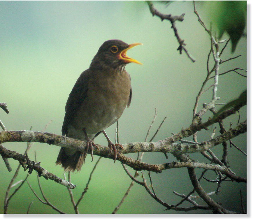 Photo displaying Lawrence’s thrush (Turdus lawrencii).