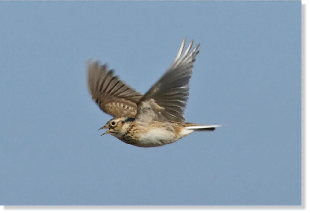 Photo displaying Eurasian skylarks (Alauda arvensis) spiral into the sky.