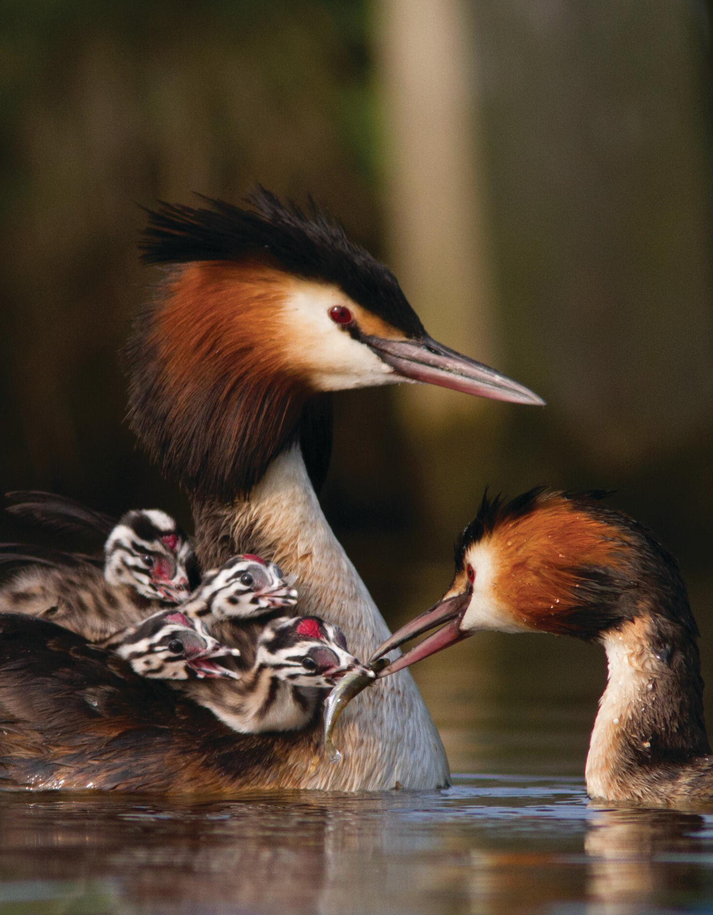 Photo displaying great crested grebe (Podiceps cristatus), with their young chicks on their backs.