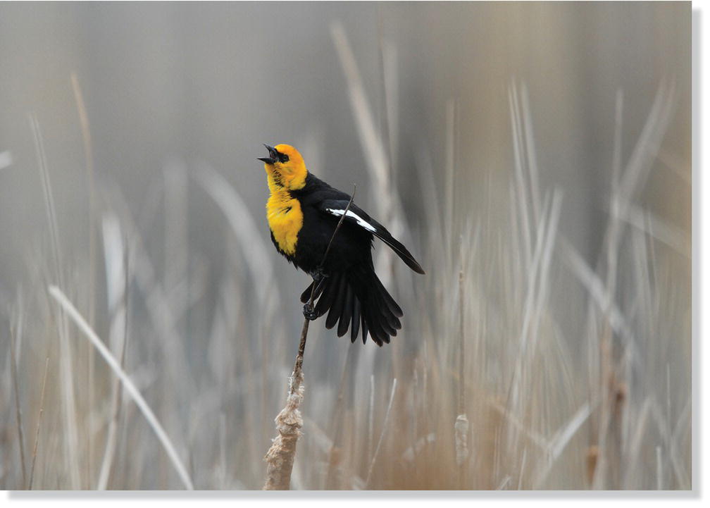 Photo displaying male yellow‐headed blackbird (Xanthocephalus xanthocephalus).