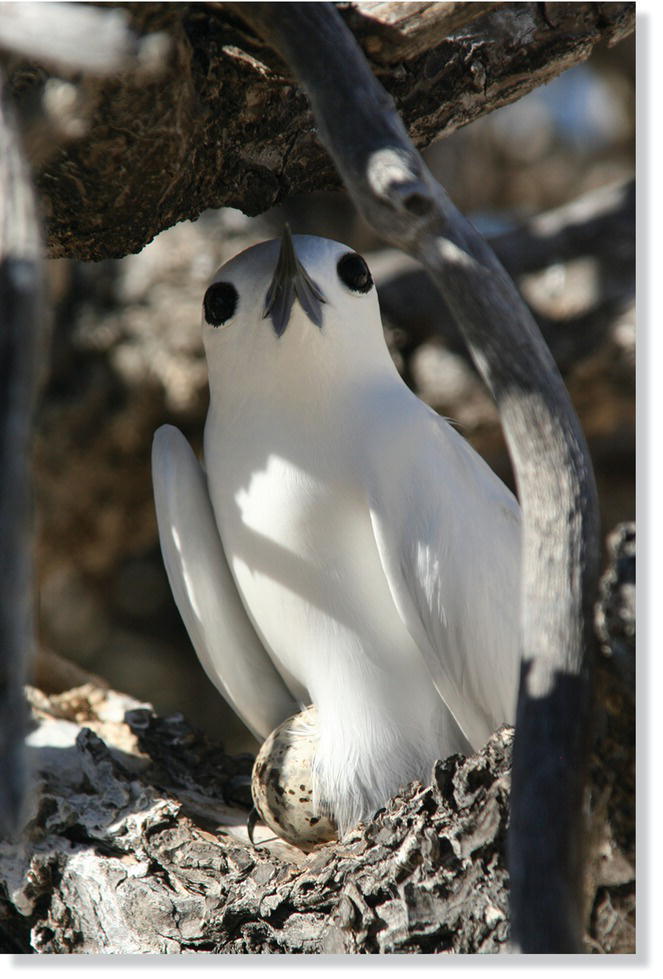 Photo displaying brooding white terns (Gygis alba).