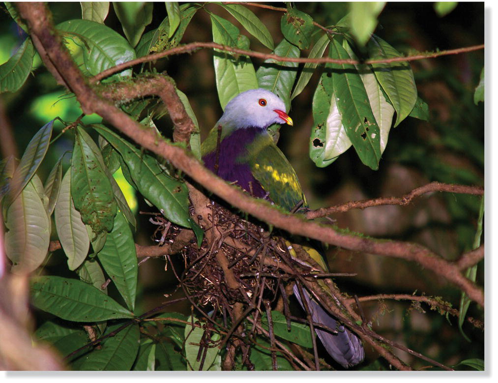 Photo displaying wompoo fruit-dove (Ptilinopus magnificus) on its flimsy platform nest made of sticks.