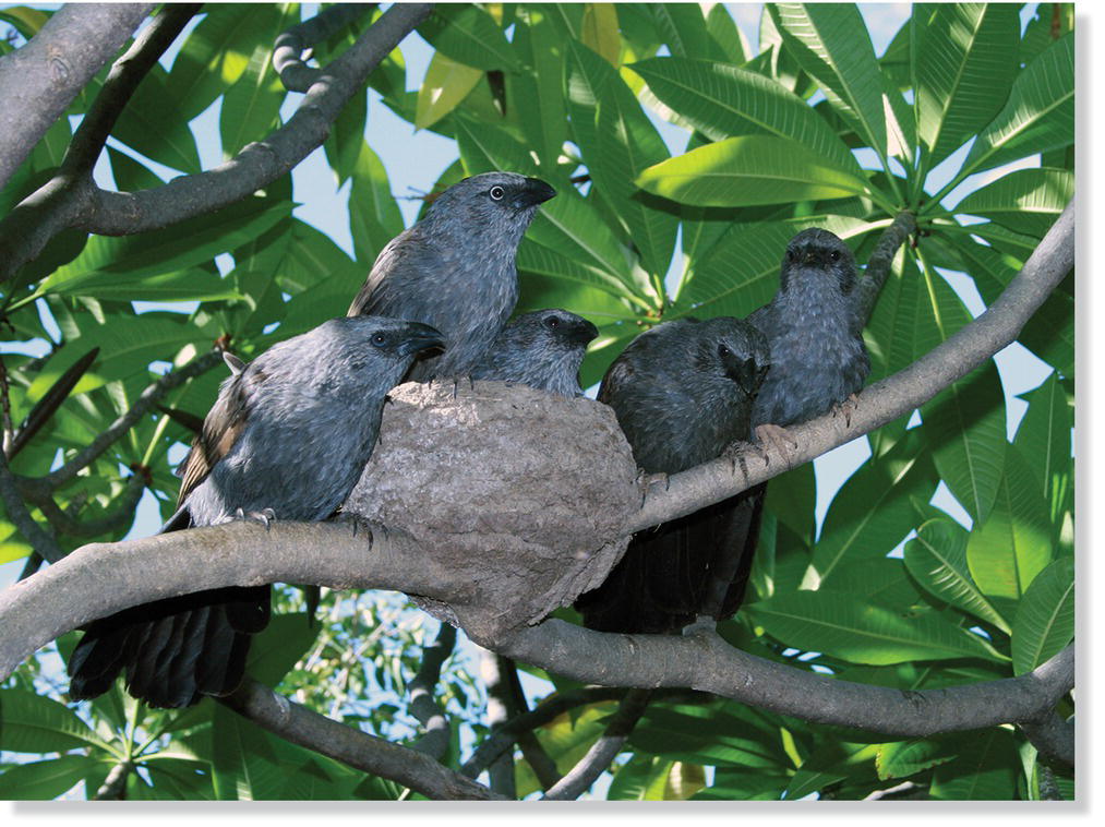 Photo displaying five apostlebird (Struthidea cinerea) on a tree branch with statant cup nest.