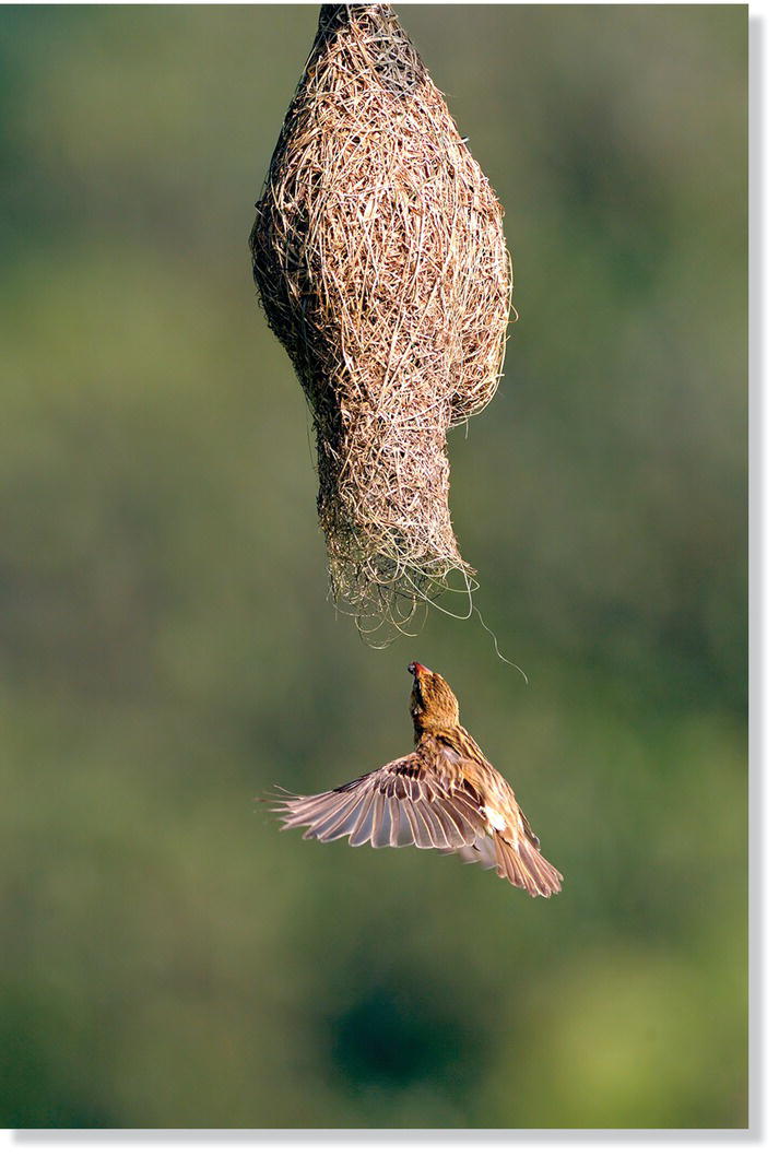 Photo of a baya weaver (Ploceus philippinus) flying under and angling towards the entrance tunnel of its globular retort nest.