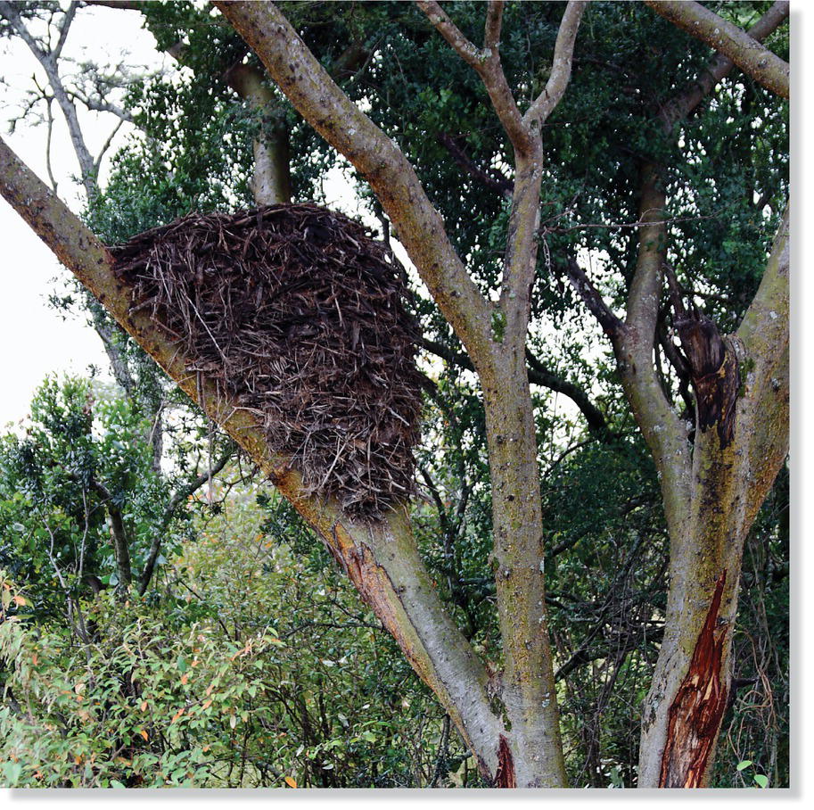 Photo of a hamerkop (Scopus umbretta) mound nest built in between two tree branches.