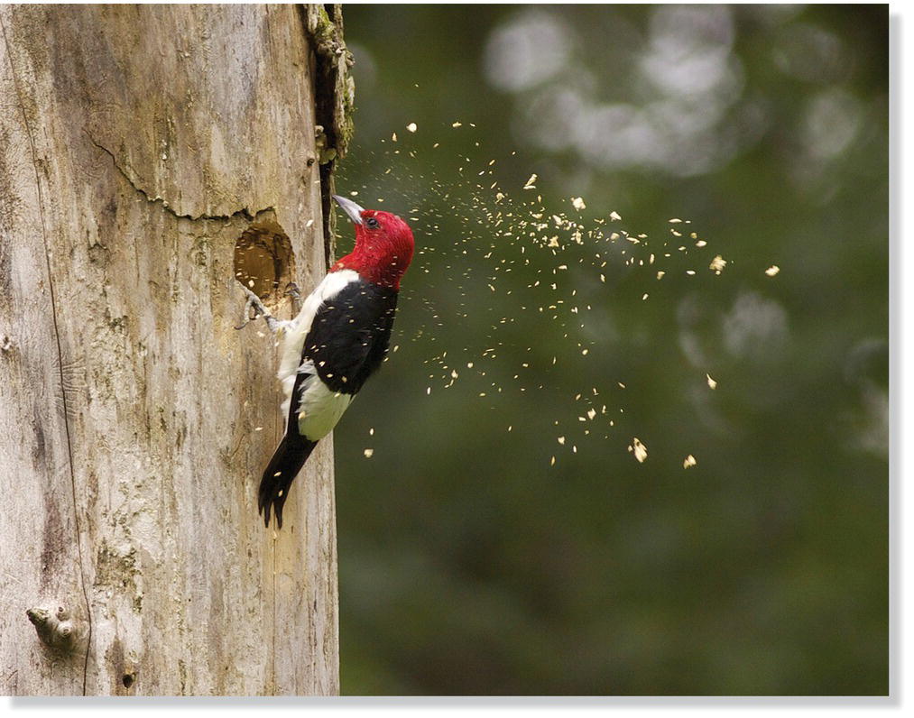 Photo of a woodpecker (Melanerpes erythrocephalus) in mid-strike as it excavates a hole into a tree trunk. 