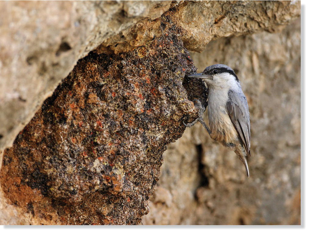 Photo of a rock nuthatch (Sitta neumayer) perched at the entrance of its cliff crevice nest.