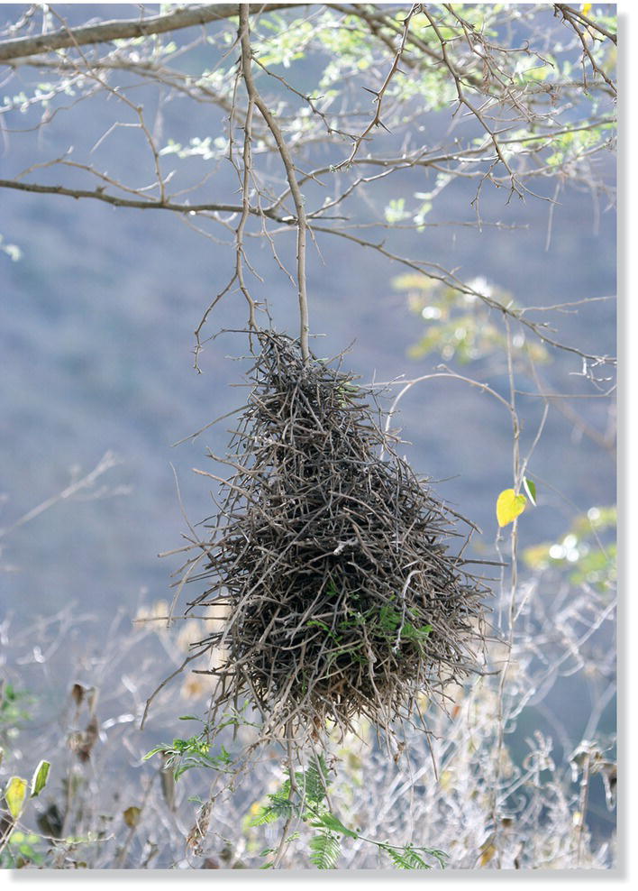 Photo of the globular nest of a chestnut-backed thornbird (Phacellodomus dorsalis). The sticks used in its construction protrude in all directions.