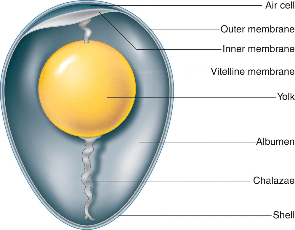 Illustration of the basic anatomy of an egg. It features the air cell, outer and inner membranes, vitelline membrane, yolk, albumen, chalazae, and the shell.