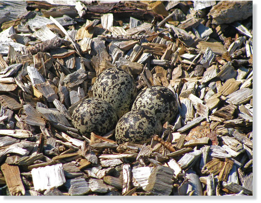 Photo of a clutch of killdeer (Charadrius vociferus) eggs with patterns that blend in with their surroundings.