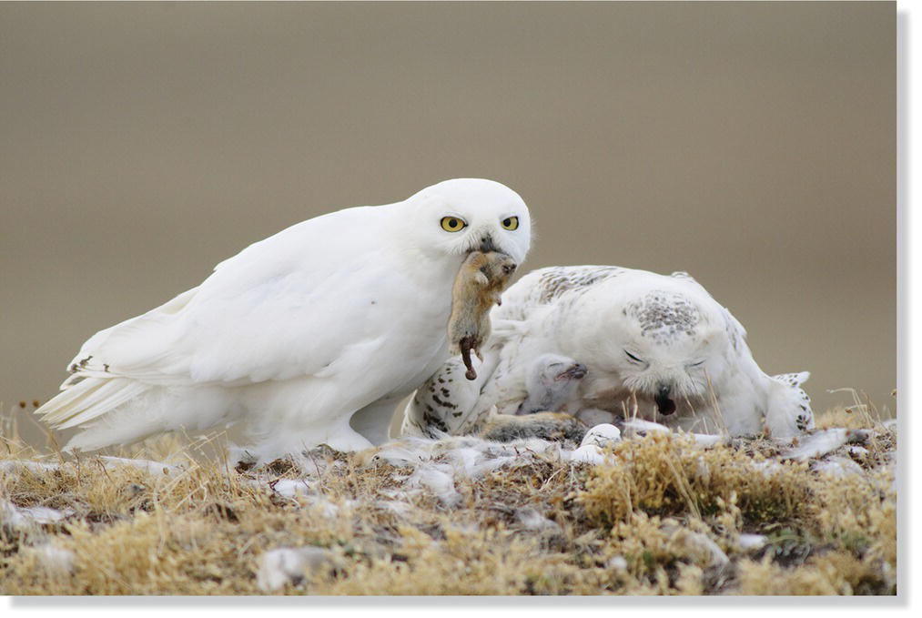 Photo of a pair snowy owls (Bubo scandiacus) feeding their chicks. 