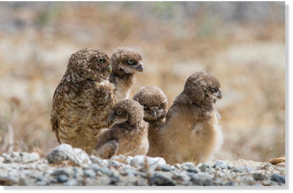 Photo of a group of burrowing owls (Athene cunicularia).