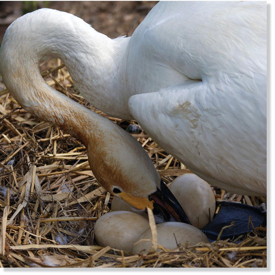 Photo of a whooper swan (Cygnus cygnus) rotating one of its eggs during incubation.