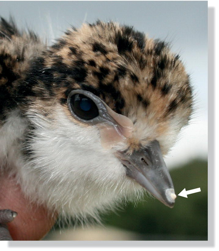 Photo of a newly hatched masked lapwing (Vanellus miles). An egg tooth is identified by an arrow pointing to the tip of its upper beak.