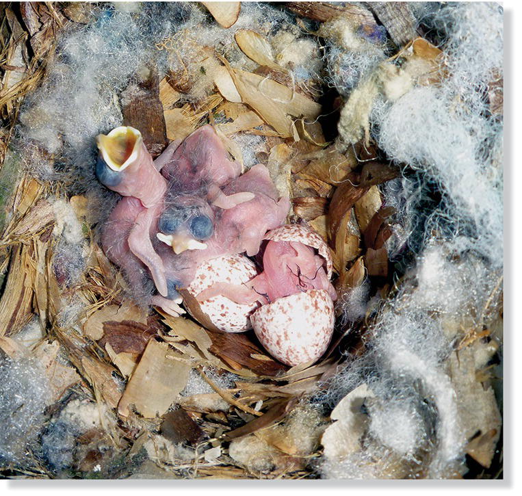 Photo of newly hatched brown-headed nuthatch (Sitta pusilla) chicks. The left-hand chick is already begging for food with Its bright gape flanging.