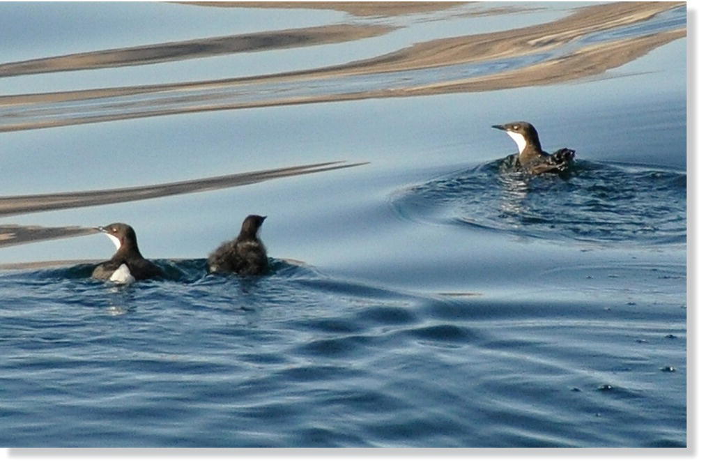 Photo of a Guadalupe murrelet (Synthliboramphus hypoleucus) chick swimming between its parents.