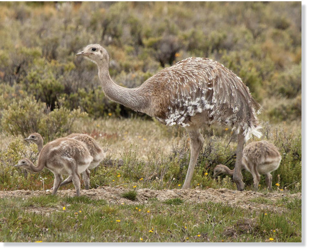 Photo of a lesser Rhea (Rhea pennata) family with chicks following a parent.