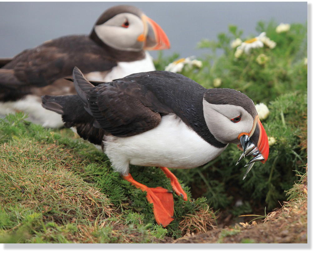 Photo of an Atlantic puffin (Fratercula arctica) returning to its burrow with its beak full of small fish. Another is puffin is sitting in the background.