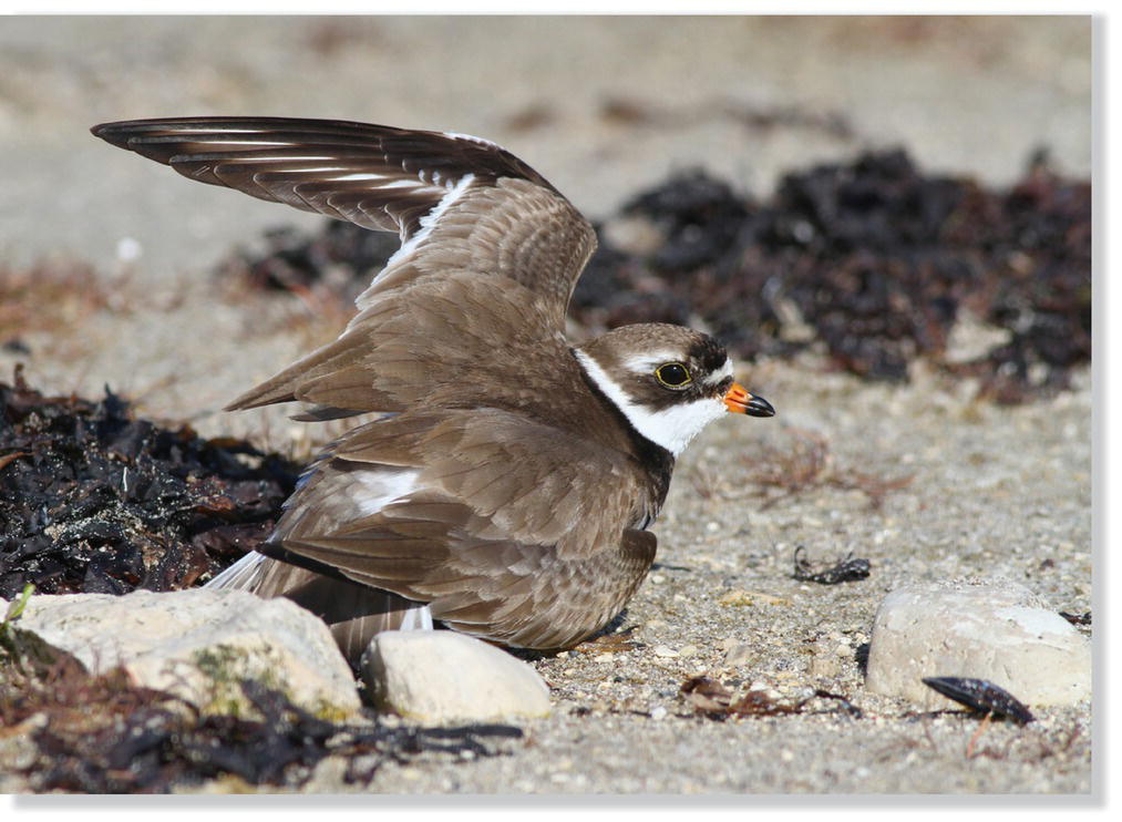 Photo of a semipalmated plover (Charadrius semipalmatus) walking lopsided to feign an injury, luring potential predators away from its nest site.