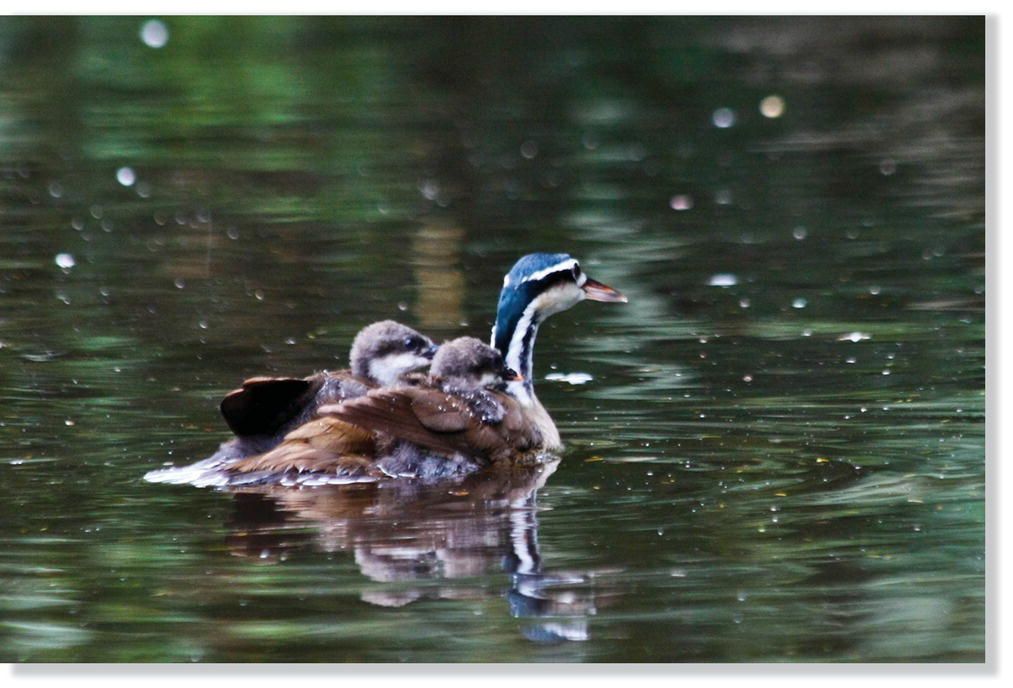 Photo of sungrebes (Heliornis fulica) with its chicks riding on its back as it swims.