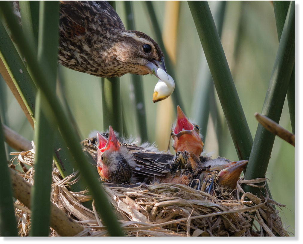 Photo of a red-winged blackbird (Agelaius phoeniceus) carrying a fecal sac with its beak over its chicks.