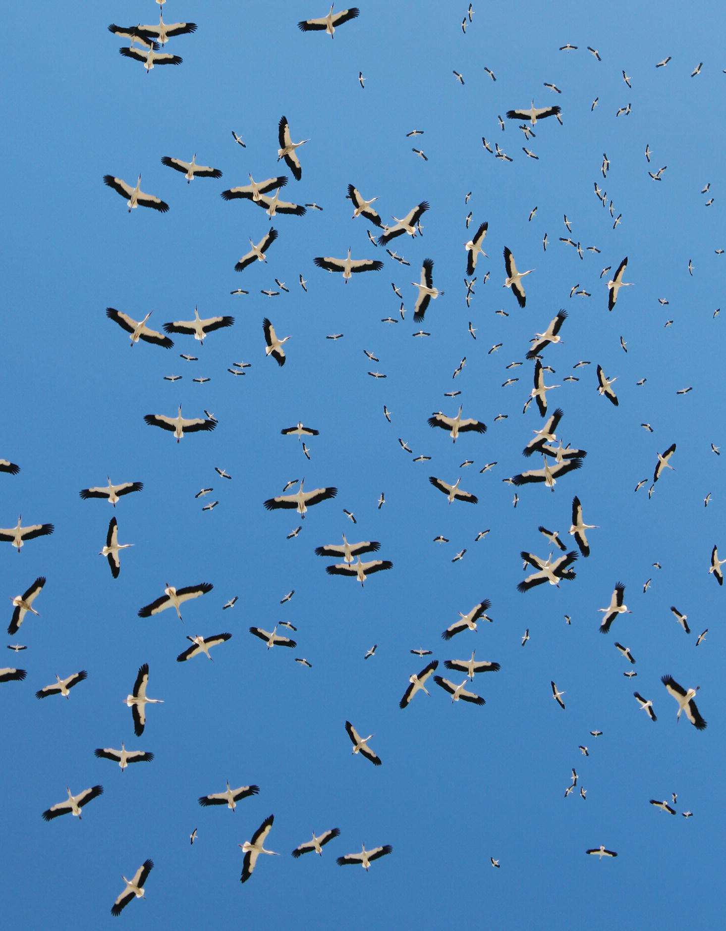 Photo of a flock of numerous birds as observed from below.