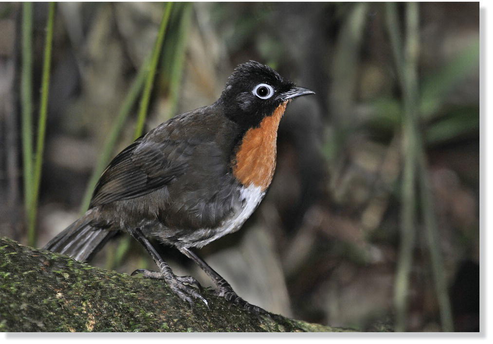 Photo of a chowchilla (Orthonyx spaldingii).