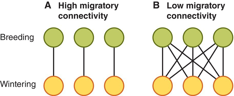 Schematics of the breeding and wintering in high migratory connectivity (left) and low migratory connectivity (right) for birds.