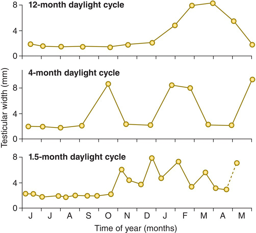 Three graphs of testicular width over time of year for 12-month daylight cycle (top), 4-month daylight cycle (middle), and 1.5-month daylight cycle).