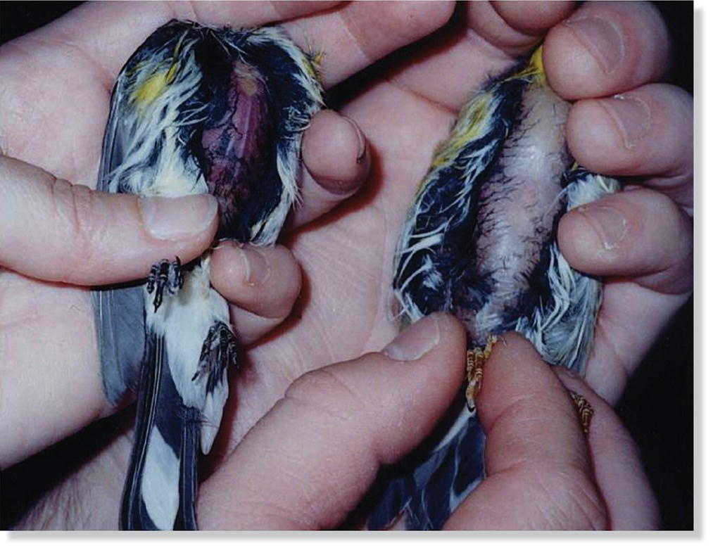 Photo of a yellow-rumped warbler (Setophaga coronata) on the left and a blackpoll warbler (Setophaga striata) on the right, both held in the palms of human hands lying on their backs.