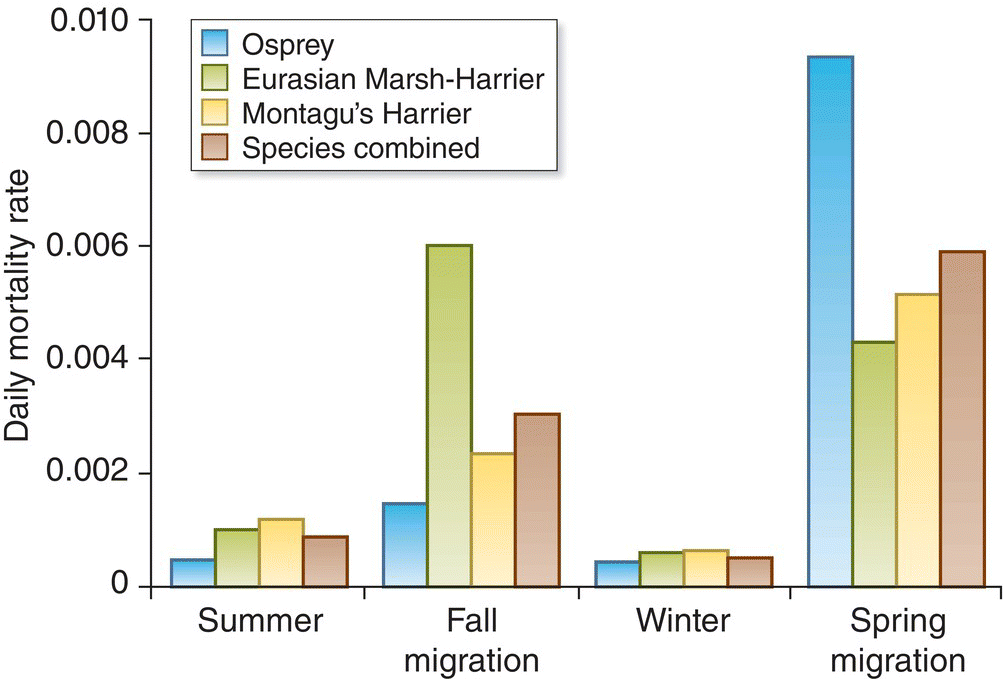 Grouped bar graph of the daily mortality rate over summer, fall, winter, and spring migrations. It includes bars for the ospery, Eurasian marsh-harrier, Montagu's harrier, and species combined.