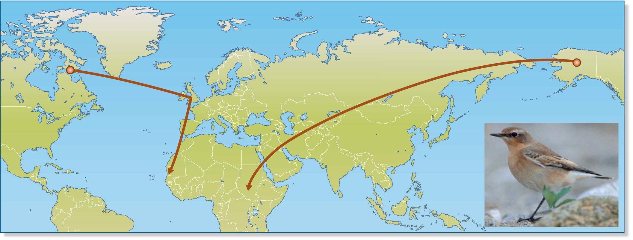 Map of the world with arrows and points depicting the retracing of ancestral migratory paths for the north wheatears (Oenanthe oenanthe); the bird depicted in a photo on the lower right.