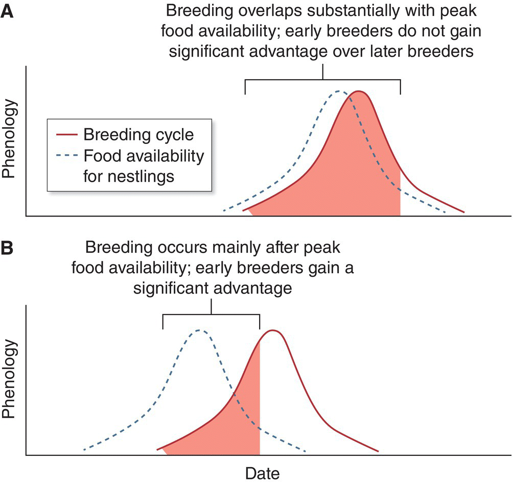 Two graph of phenology over date for synchronized breeding times of migratory birds (top) and breeding too late to provide optimal levels of food (bottom).