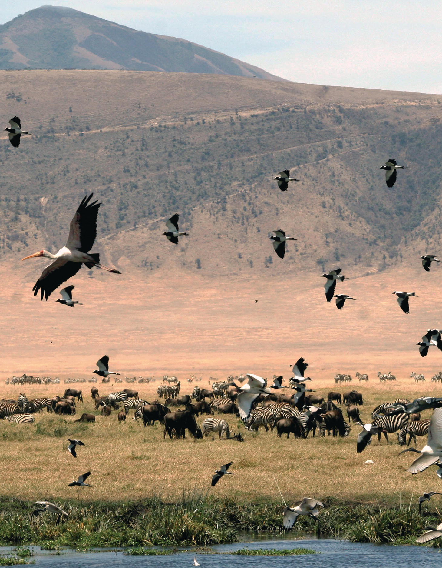 Photo of the tropical African wetland with different species of wildlife, such as birds, zebras, and others.