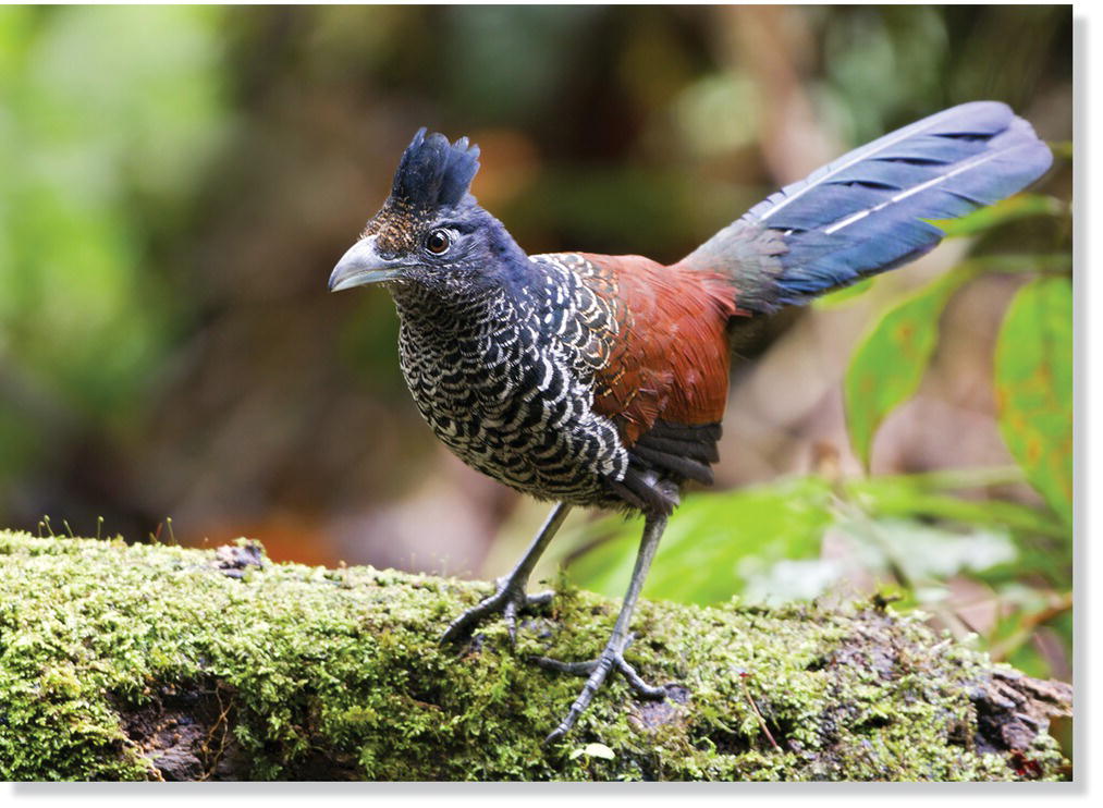 Photo of banded ground‐cuckoo (Neomorphus radiolosus).