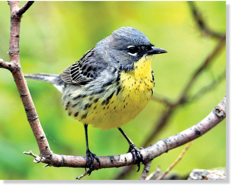 Photo of Kirtland’s Warblers (Setophaga kirtlandii).