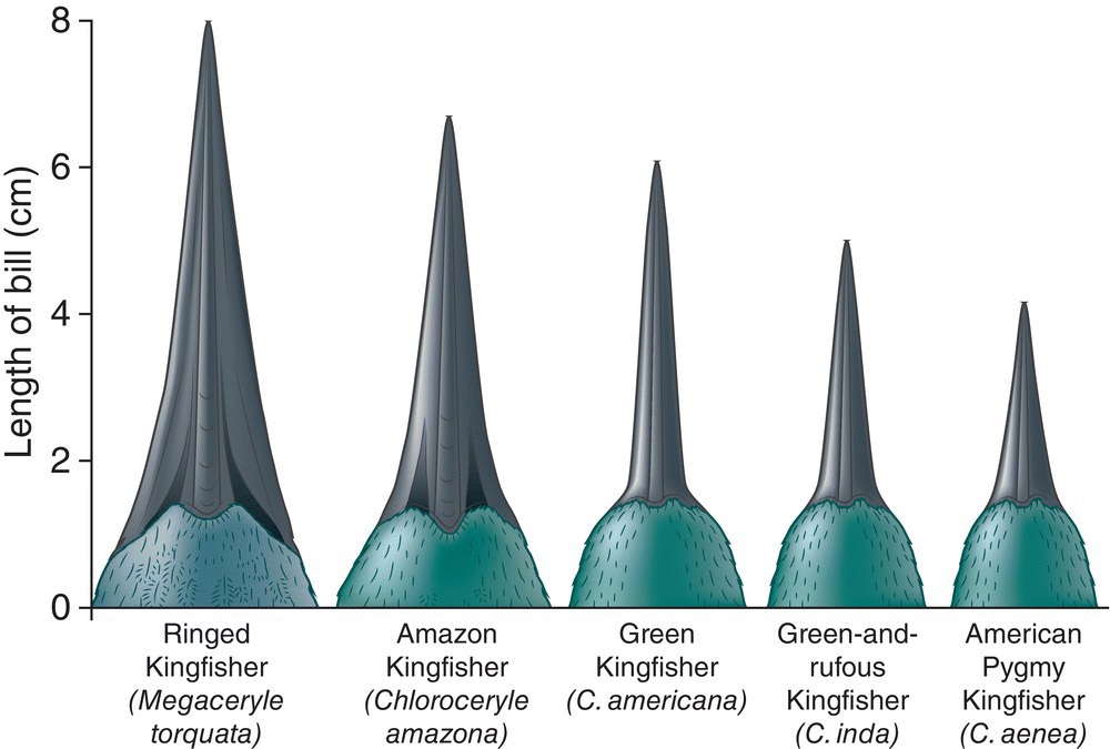 Schematic illustrating the bill-length of five different kingfishers: ringed kingfisher, Amazon kingfisher, green kingfisher, green-and-rufous kingfisher, and American pygmy kingfisher.