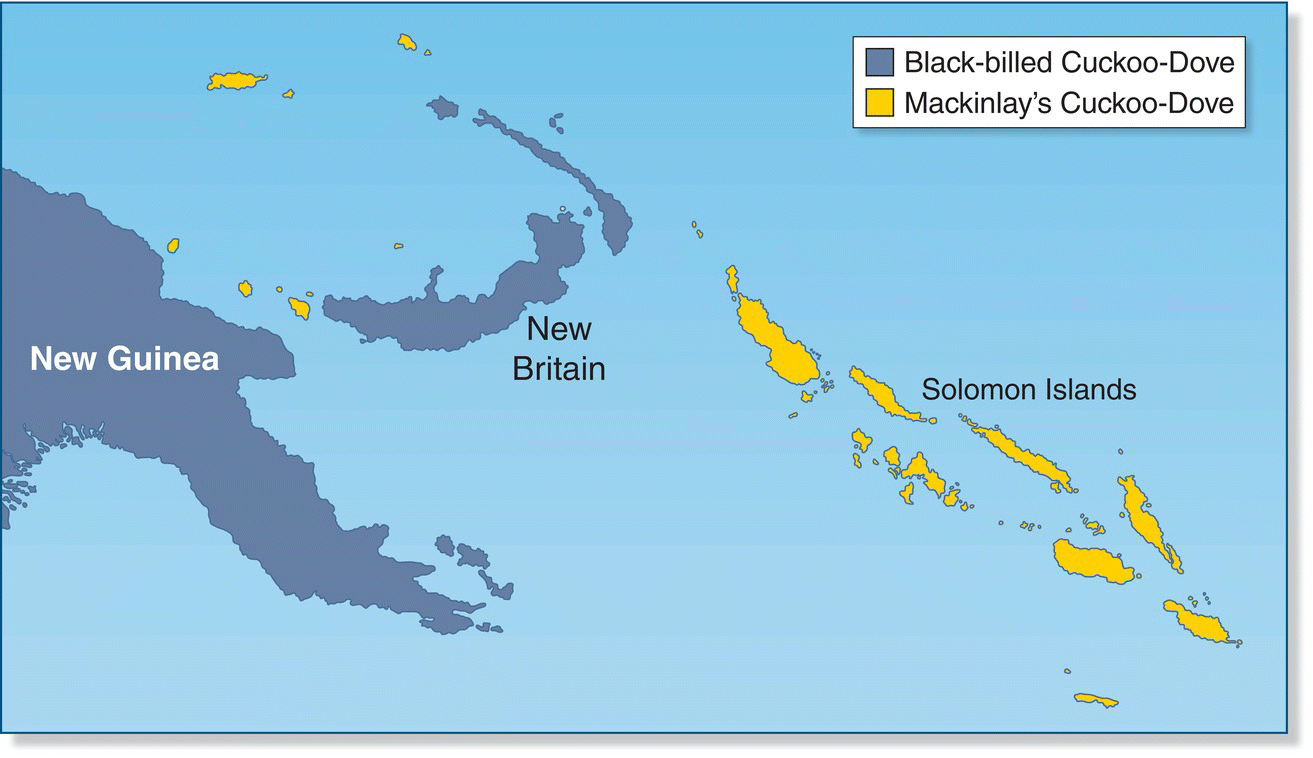 Map displaying the islands of Bismarck Archipelago (New Guinea, New Britain, and Solomon Islands) with colors depicting species distribution of the black-billed cuckoo-dove and Mackinlay’s cuckoo-dove.